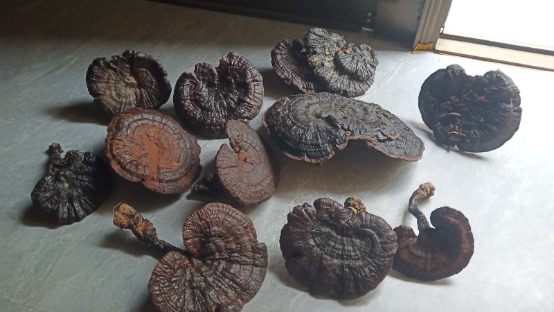 带孢子粉精品野生灵芝