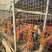 玉米喂养淮南草土鸡，