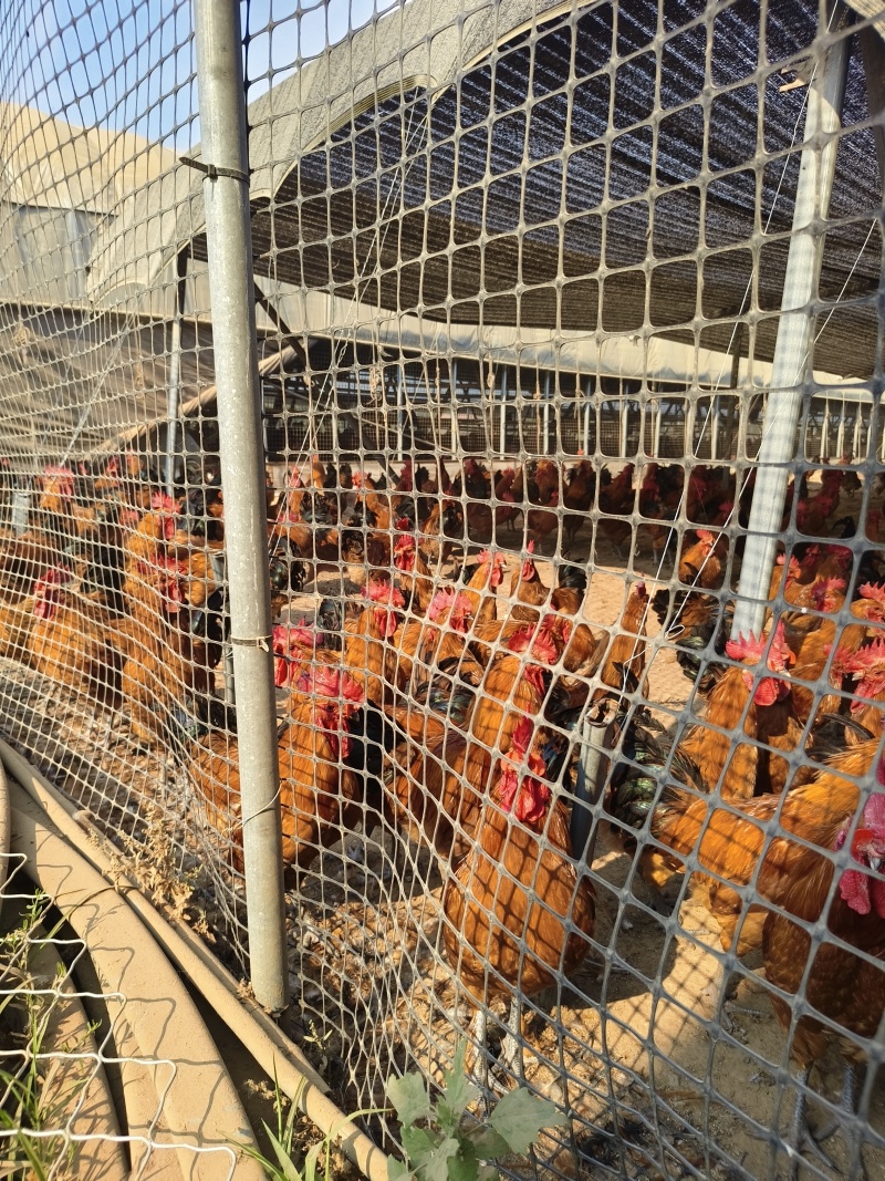 玉米喂养淮南草土鸡，