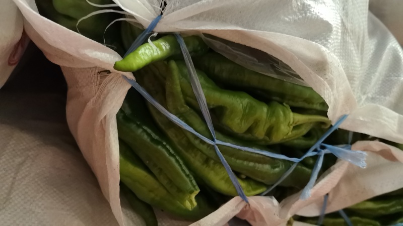 陇椒