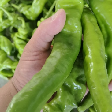 陇椒