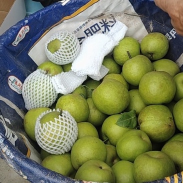 脆冠梨
