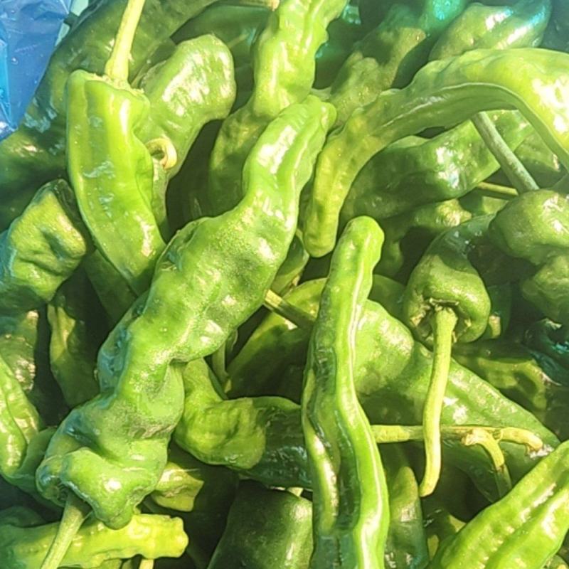 精品邹皮大量有货大棚邹皮精品大量有货南通海门