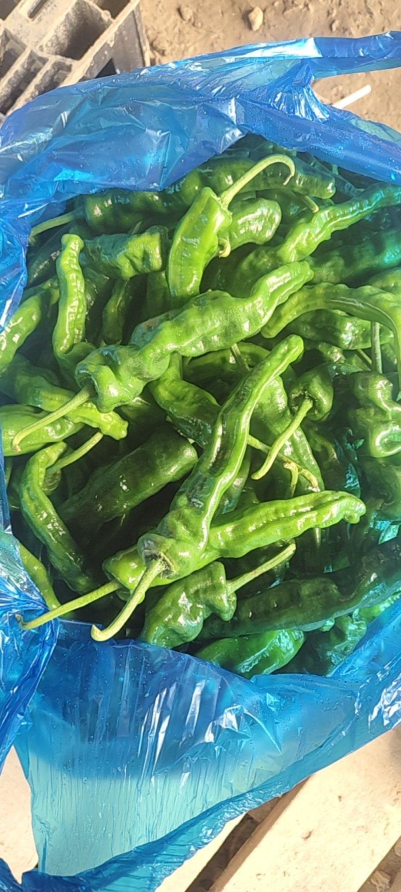 精品邹皮大量有货大棚邹皮精品大量有货南通海门