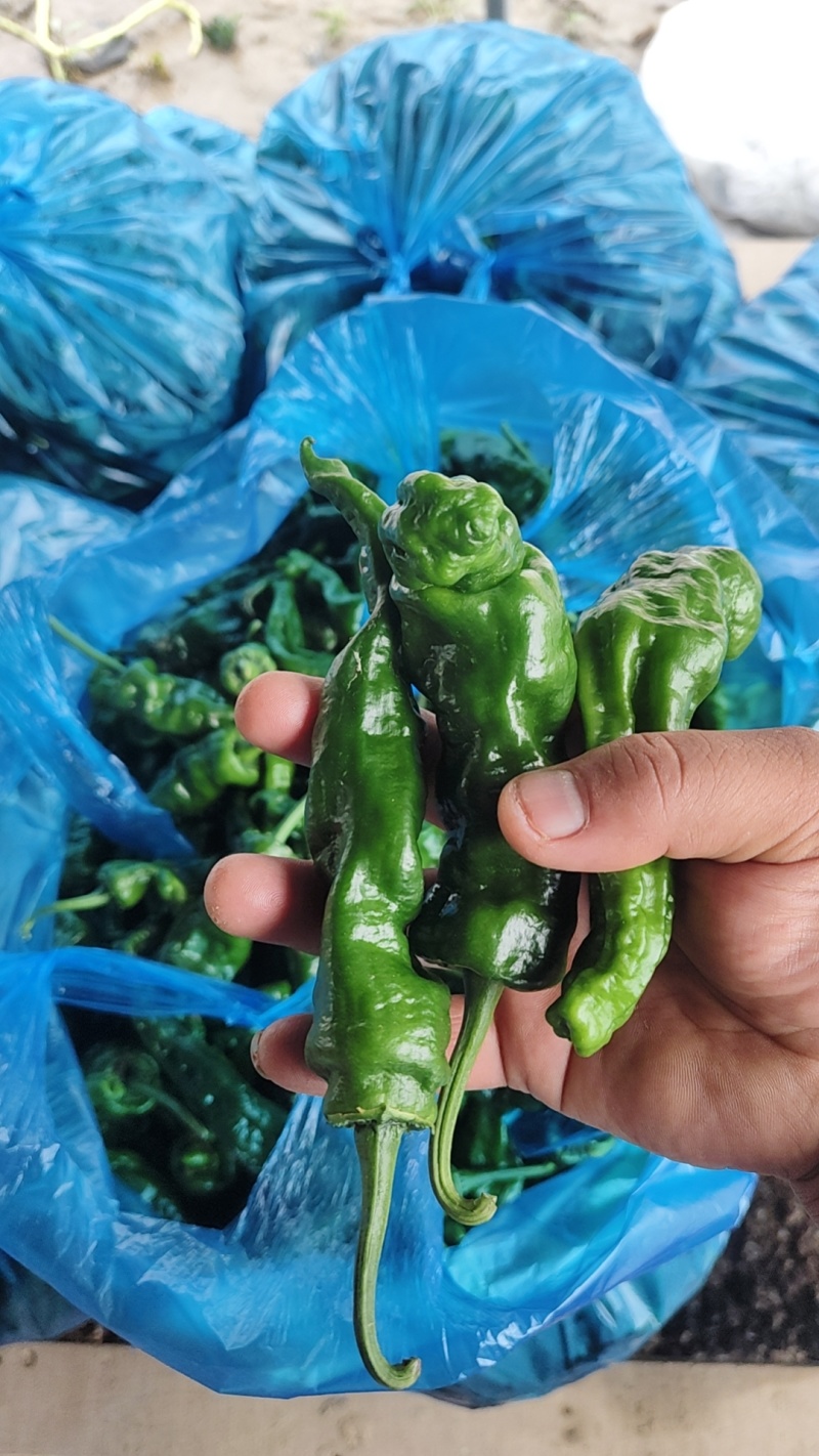 精品邹皮大量有货大棚邹皮精品大量有货南通海门