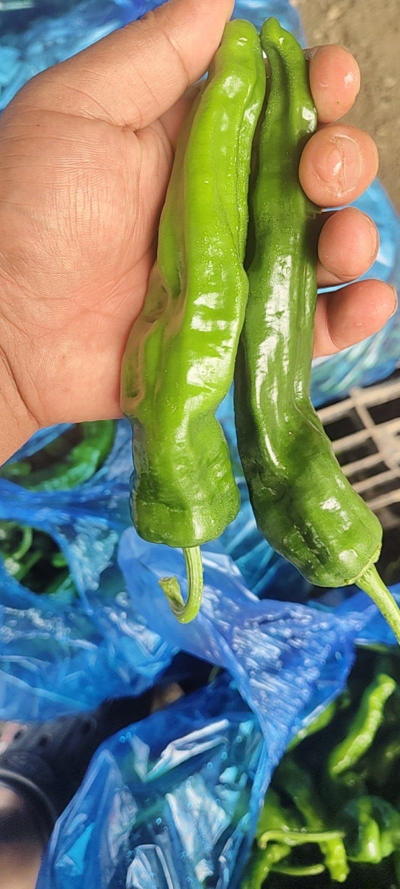 精品邹皮大量有货大棚邹皮精品大量有货南通海门