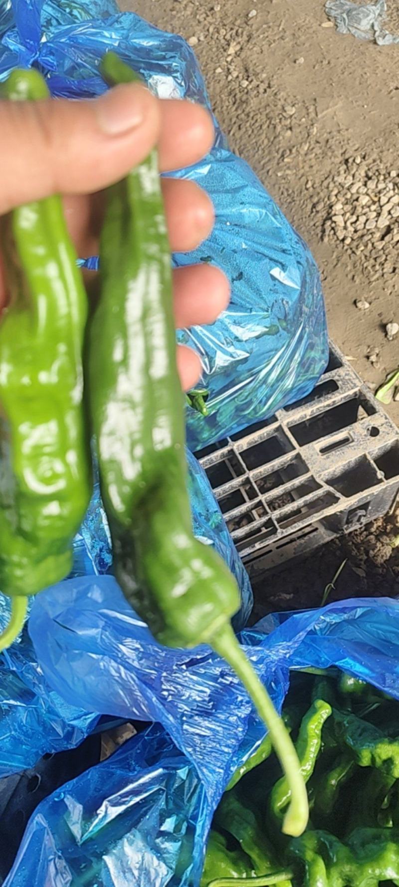 精品邹皮大量有货大棚邹皮精品大量有货南通海门