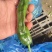 精品邹皮大量有货大棚邹皮精品大量有货南通海门