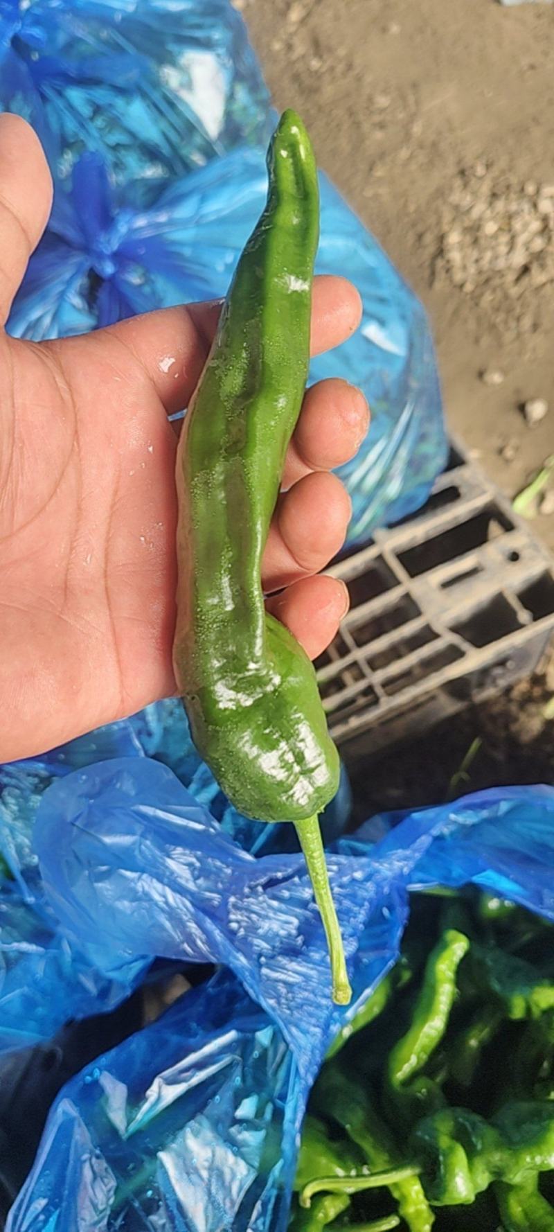 精品邹皮大量有货大棚邹皮精品大量有货南通海门