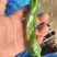 精品邹皮大量有货大棚邹皮精品大量有货南通海门