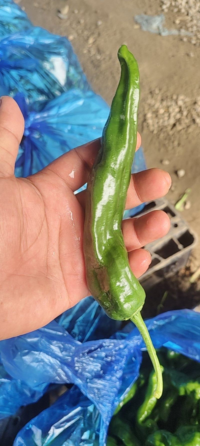 精品邹皮大量有货大棚邹皮精品大量有货南通海门
