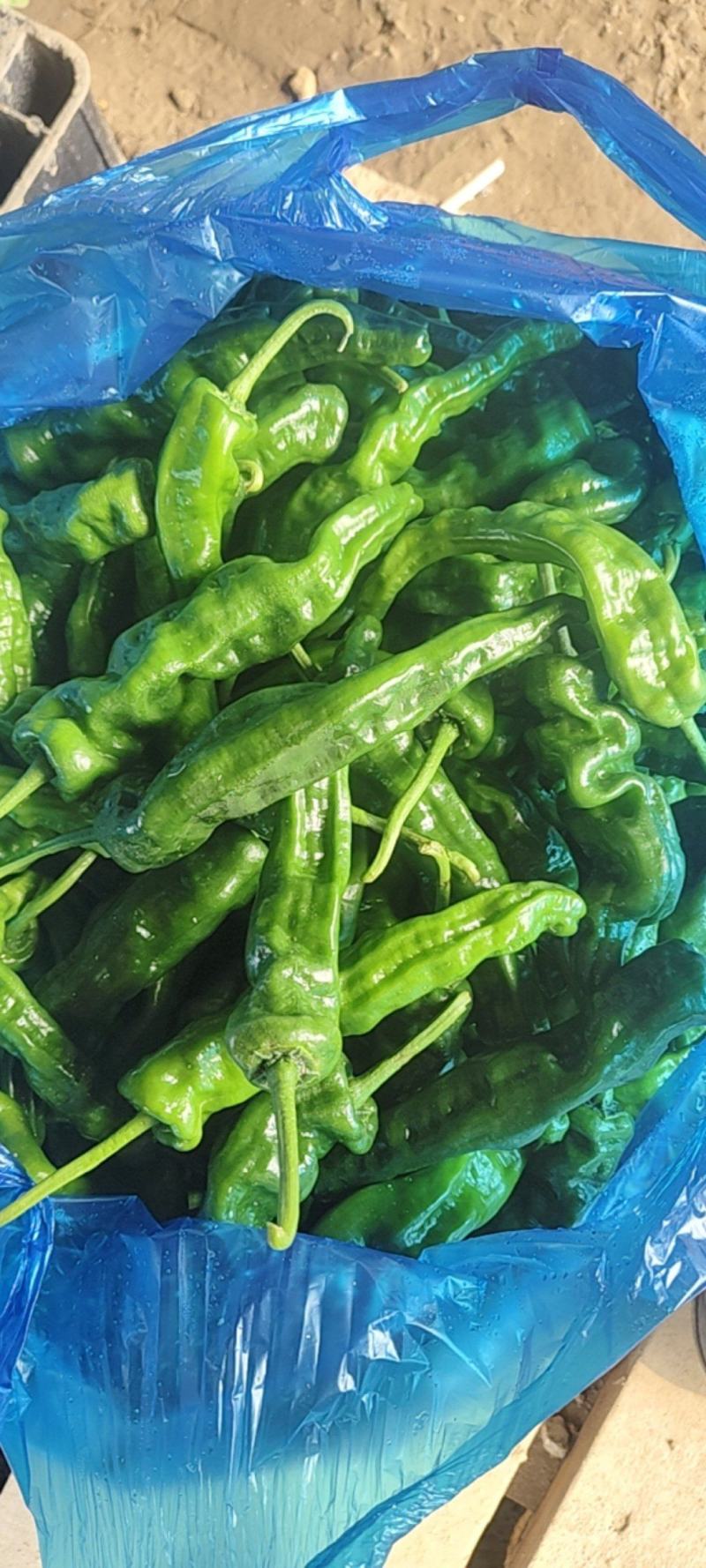 精品邹皮大量有货大棚邹皮精品大量有货南通海门