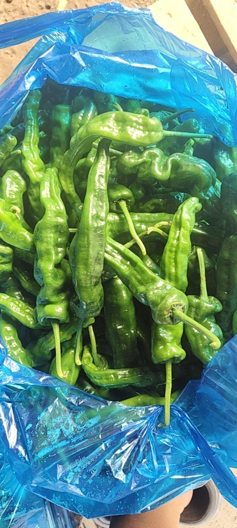 精品邹皮大量有货大棚邹皮精品大量有货南通海门