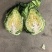 牛心甘蓝/高原夏菜牛心甘蓝/牛心包/甘蓝