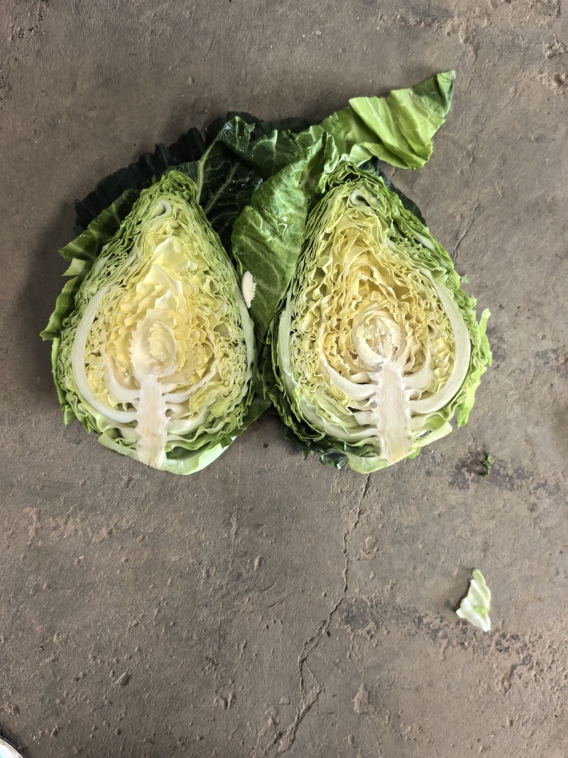 牛心甘蓝/高原夏菜牛心甘蓝/牛心包/甘蓝