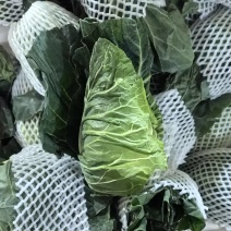 牛心甘蓝/高原夏菜牛心甘蓝/牛心包/甘蓝