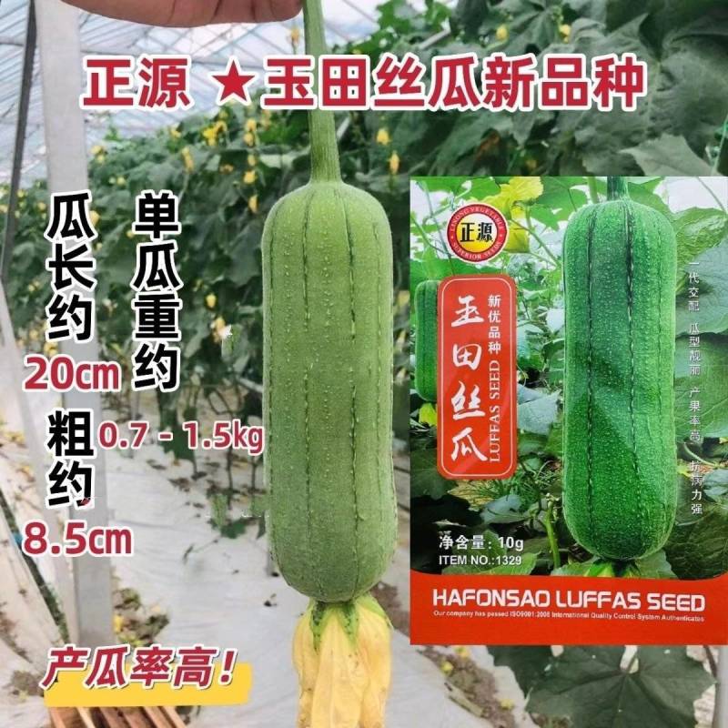 正源玉田短棒大肉丝瓜种子特大肉丝瓜杂交种子春秋播种高产抗