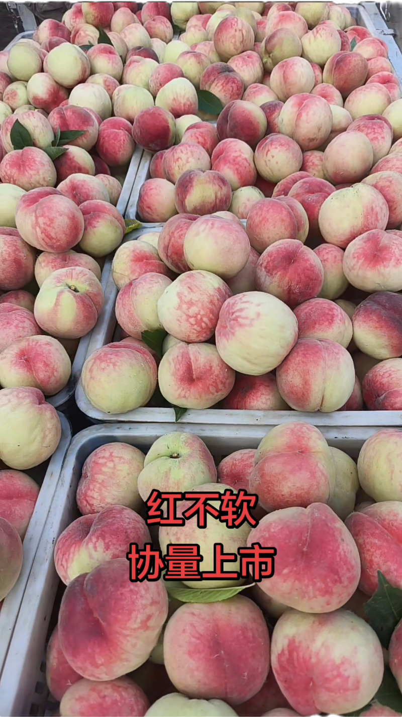 红不软毛桃量大从优欢迎下单实力代办