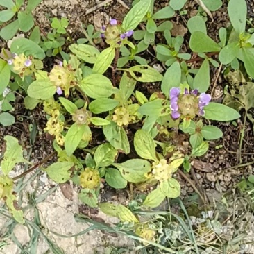 夏枯草