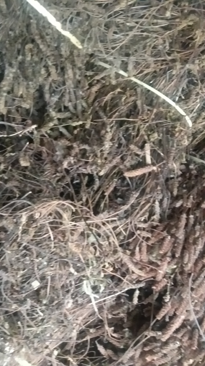 夏枯草