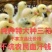 大种三花白鹅苗全国包邮包活到家疫苗齐全