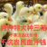 大种三花白鹅苗全国包邮包活到家疫苗齐全