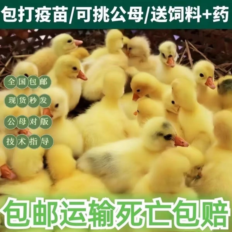 大种三花白鹅苗全国包邮包活到家疫苗齐全
