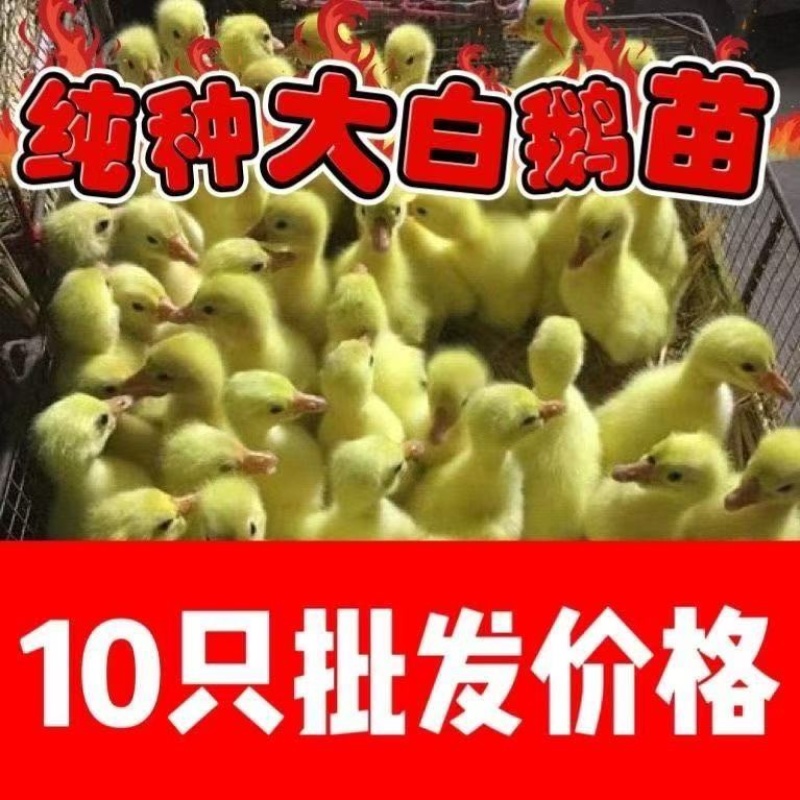 大种三花白鹅苗全国包邮包活到家疫苗齐全