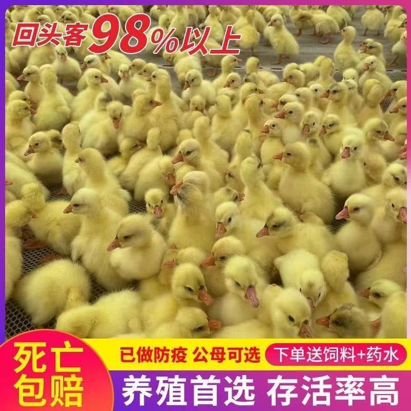 大种三花白鹅苗全国包邮包活到家疫苗齐全