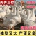 大种三花白鹅苗全国包邮包活到家疫苗齐全