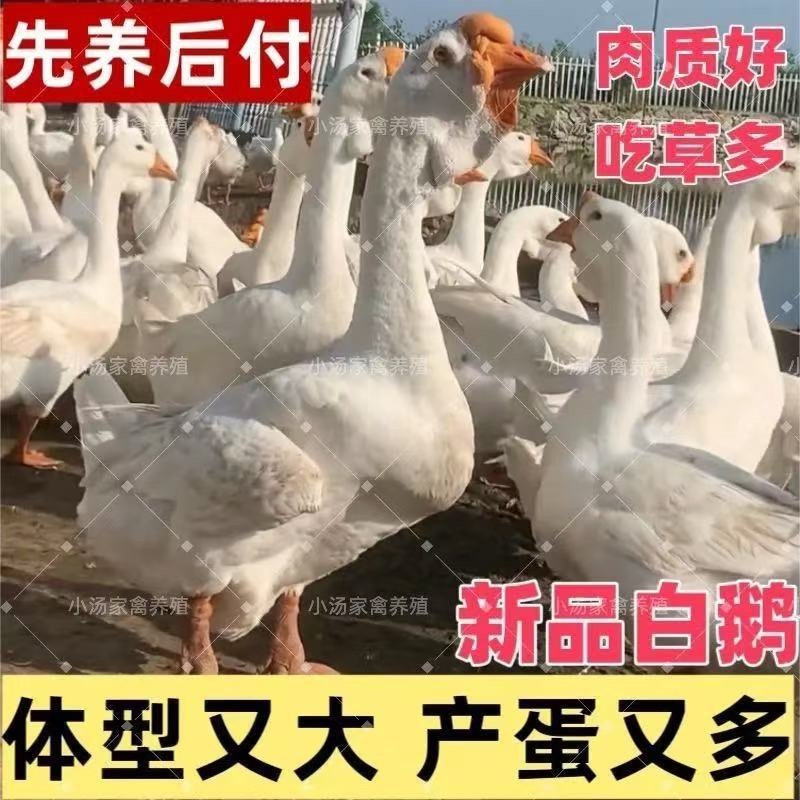 大种三花白鹅苗全国包邮包活到家疫苗齐全