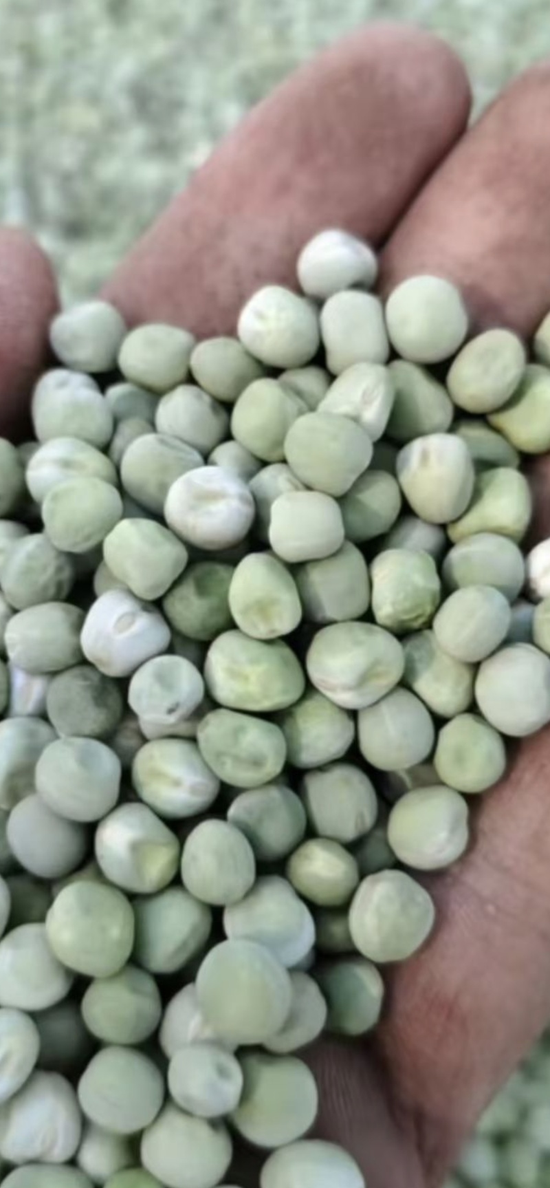 豌豆干籽