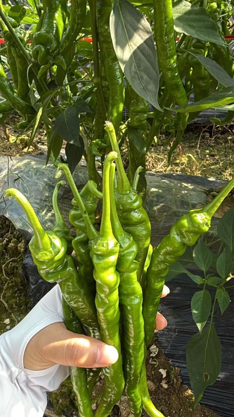 辣椒