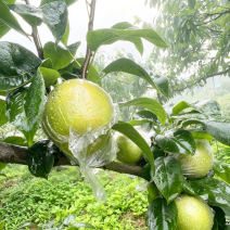 #圆黄梨#皇冠梨#翠冠梨#果园直供#产地批发