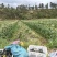 贝贝南瓜产地直供量大价优软糯香甜保质保量对接电商市场