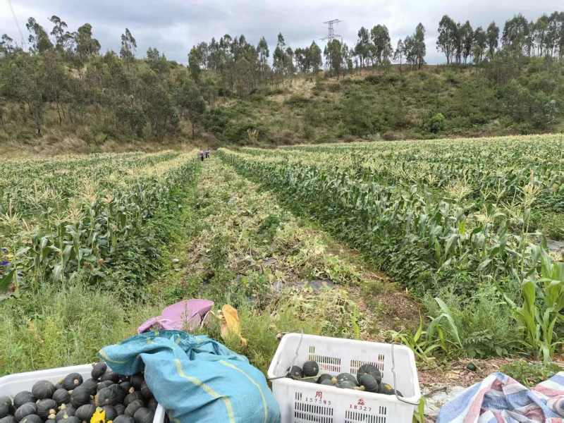 贝贝南瓜产地直供量大价优软糯香甜保质保量对接电商市场