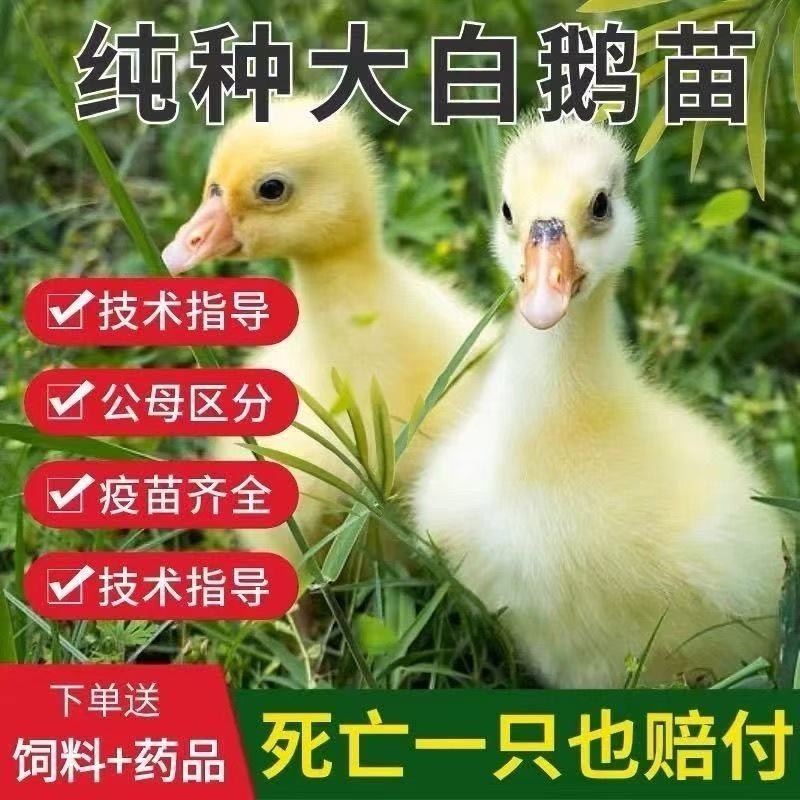 精品脱温大三花鹅苗全国包邮包活到家