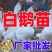 精品脱温大三花鹅苗全国包邮包活到家
