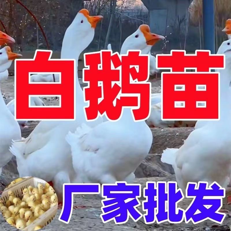 精品脱温大三花鹅苗全国包邮包活到家