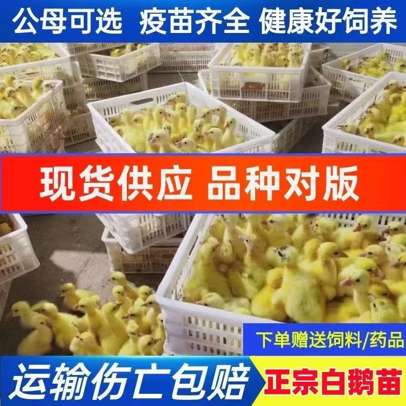 精品脱温大三花鹅苗全国包邮包活到家