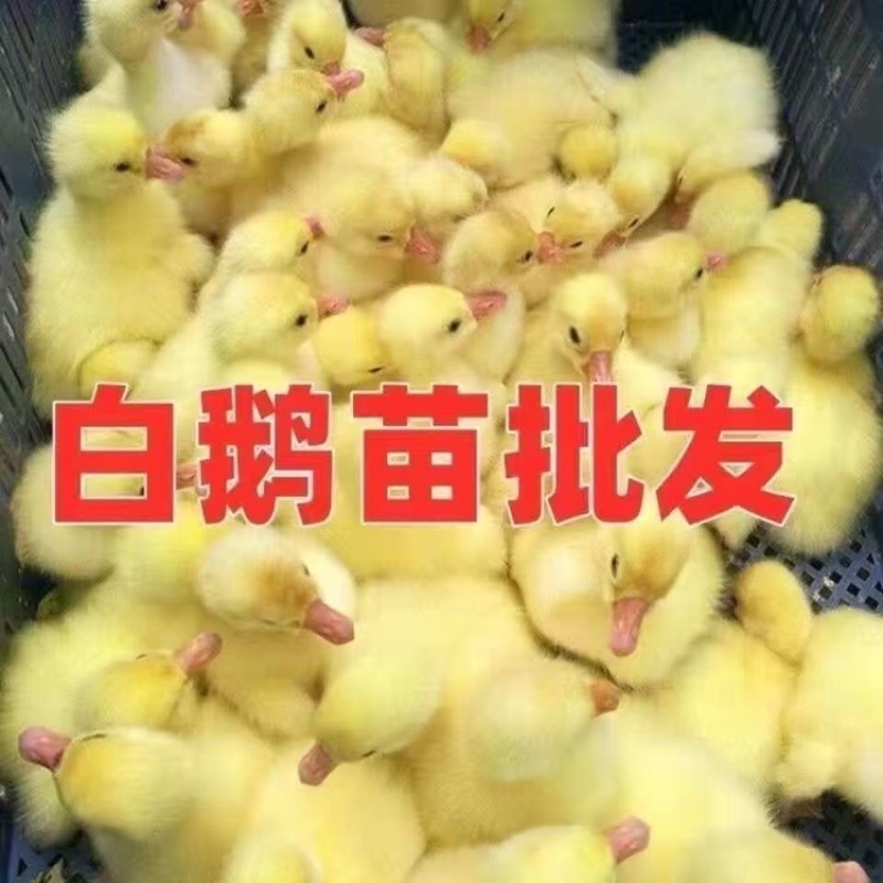 精品脱温大三花鹅苗全国包邮包活到家