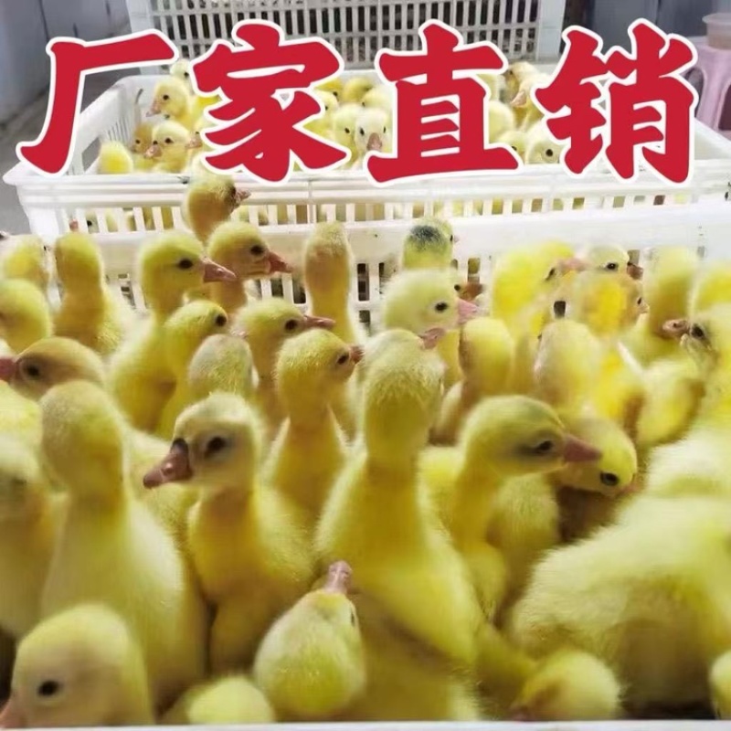 精品脱温大三花鹅苗全国包邮包活到家