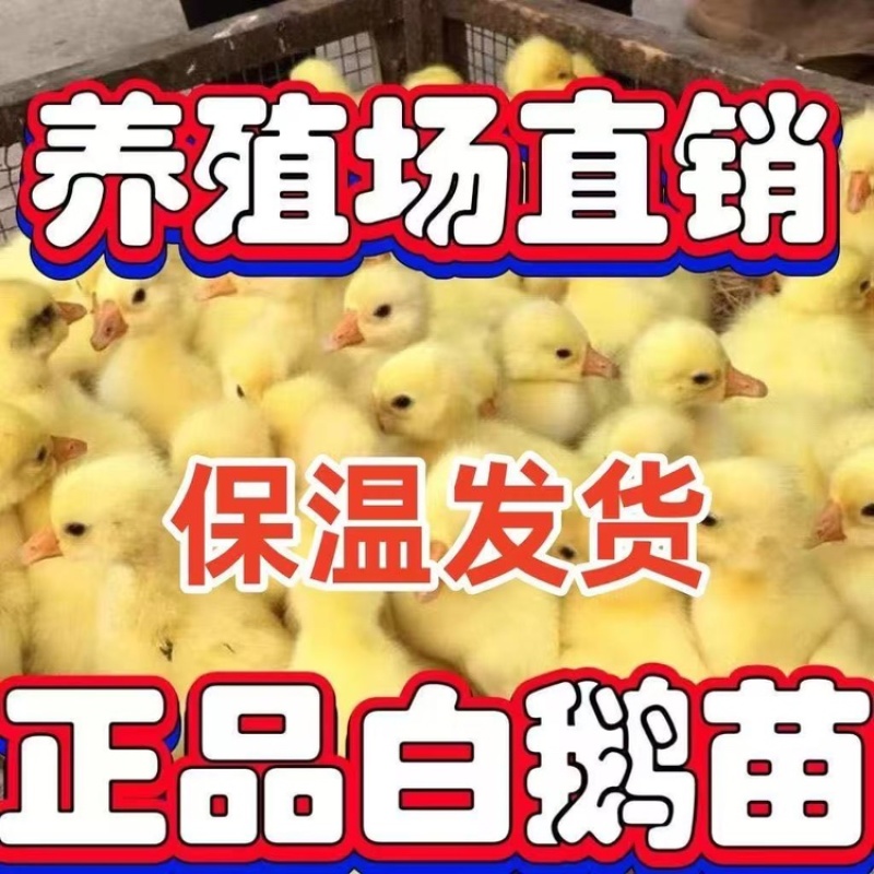 精品脱温大三花鹅苗全国包邮包活到家