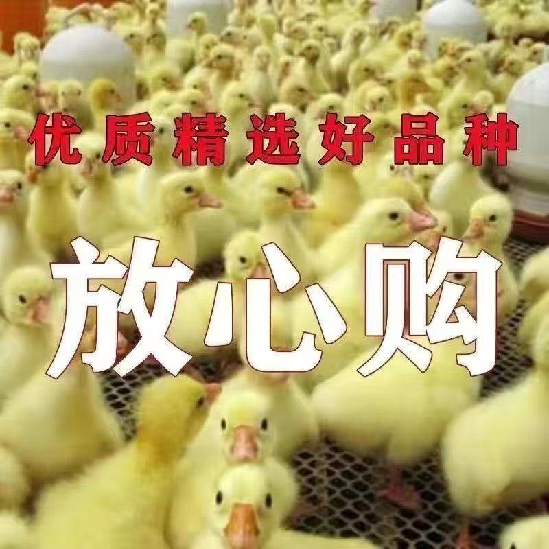 精品脱温大三花鹅苗全国包邮包活到家