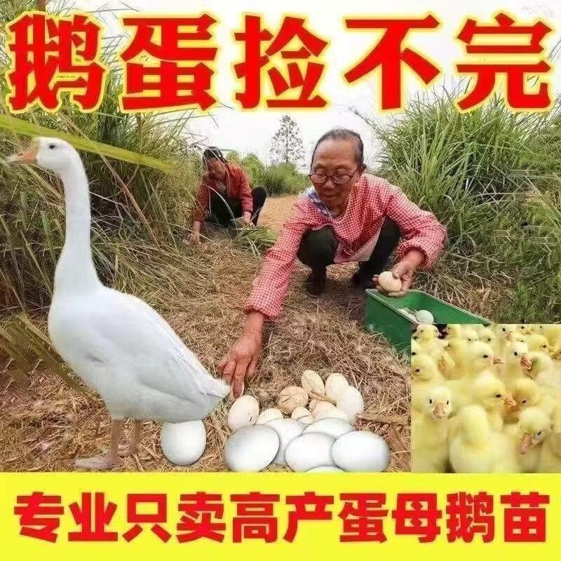 精品脱温大三花鹅苗全国包邮包活到家