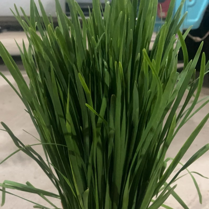 河北临漳大叶韭菜大量上市