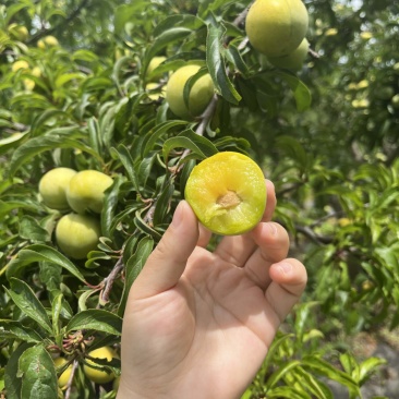 高山蜂糖李，夏天必吃，量大优先