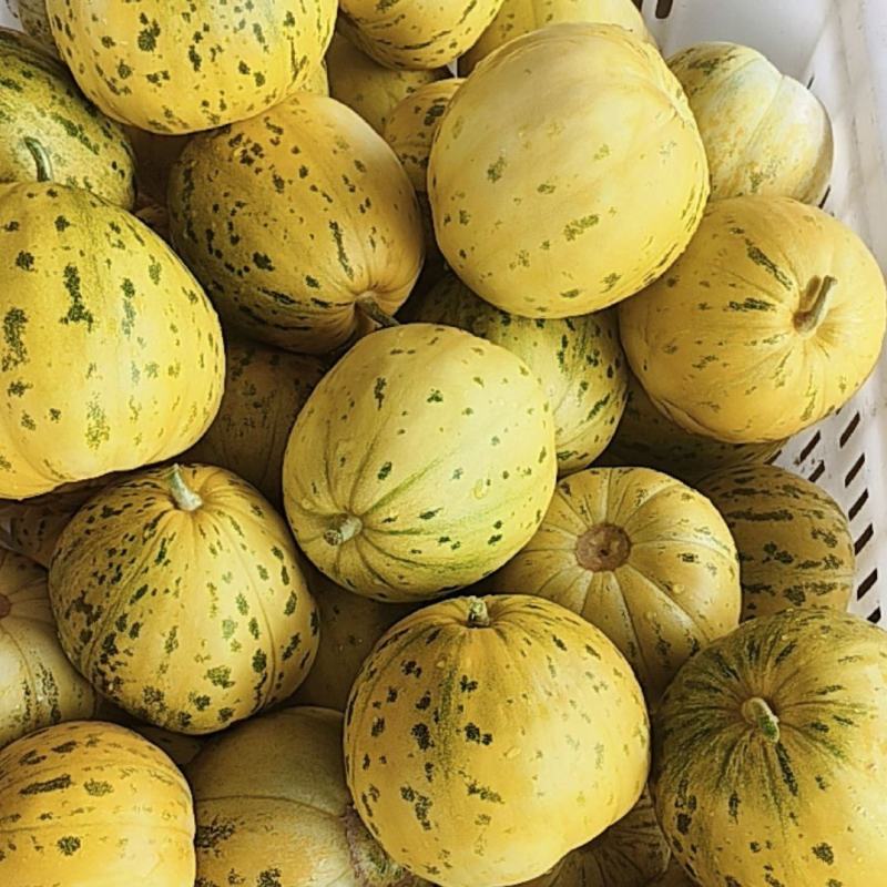 香瓜花蜜