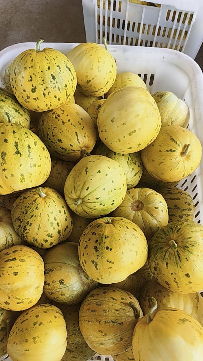 香瓜花蜜