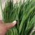 河北临漳大叶韭菜大量上市